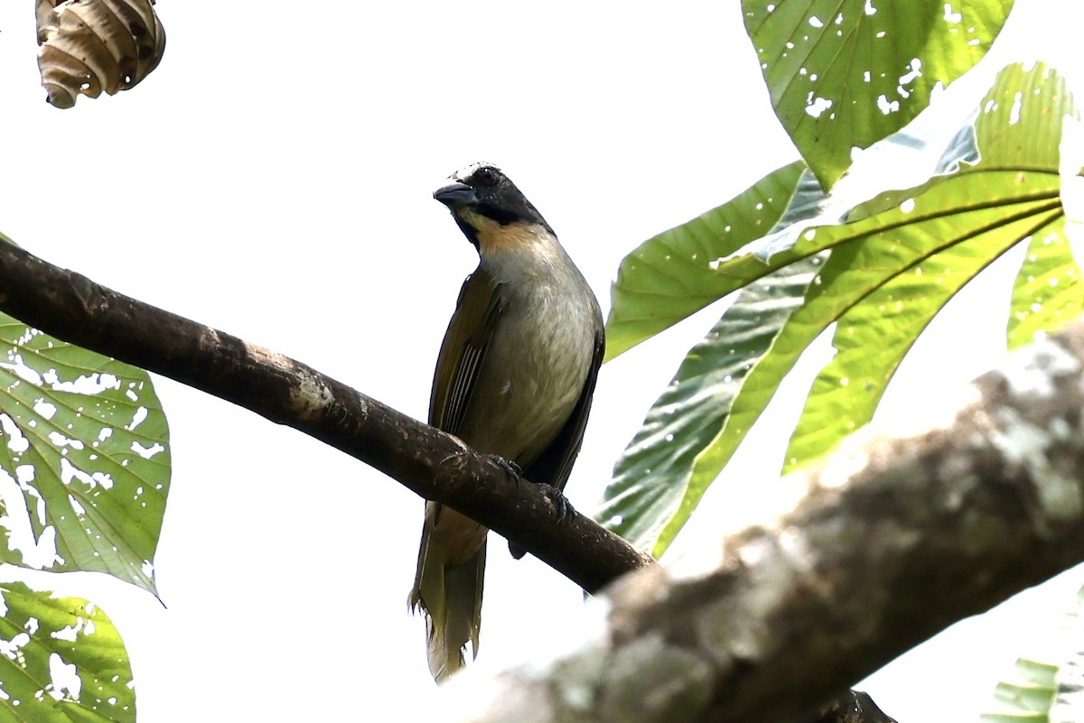 Buff-throated Saltator - Juan martinez