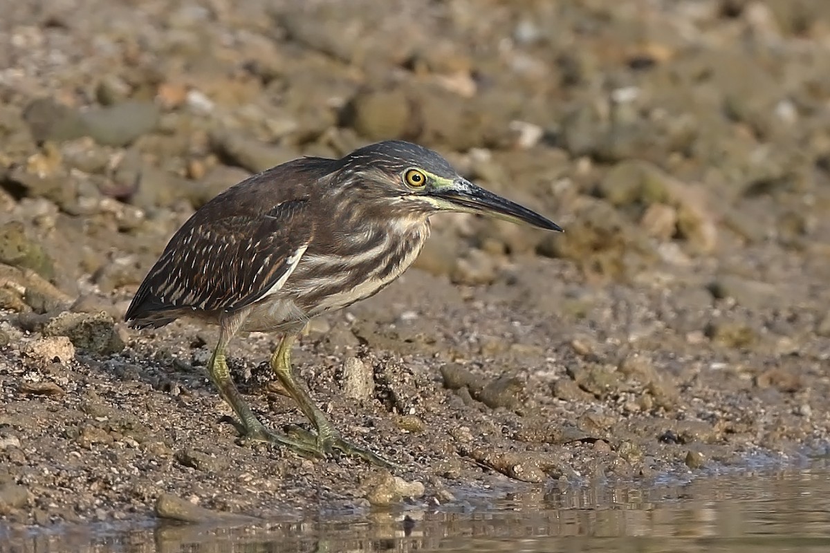 Striated Heron - sheau torng lim