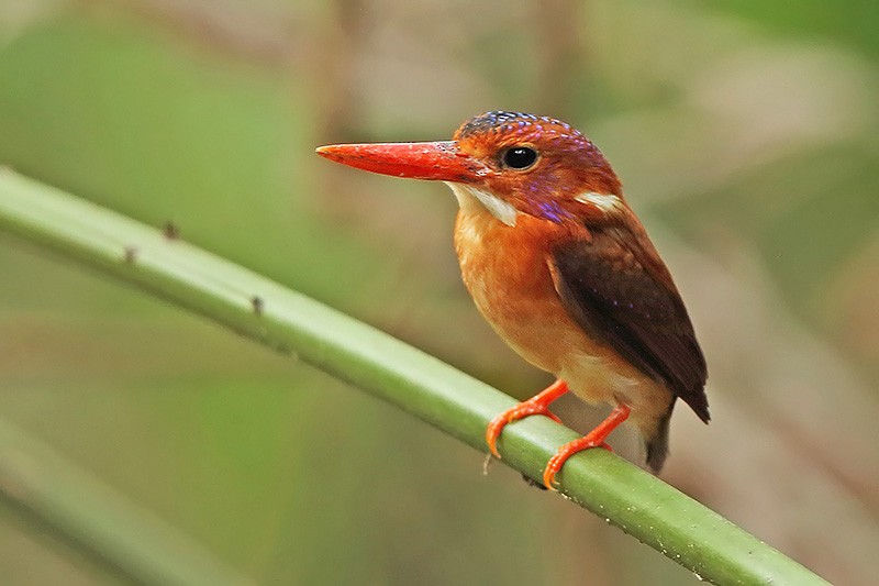Sulawesi Dwarf-Kingfisher - ML610450544