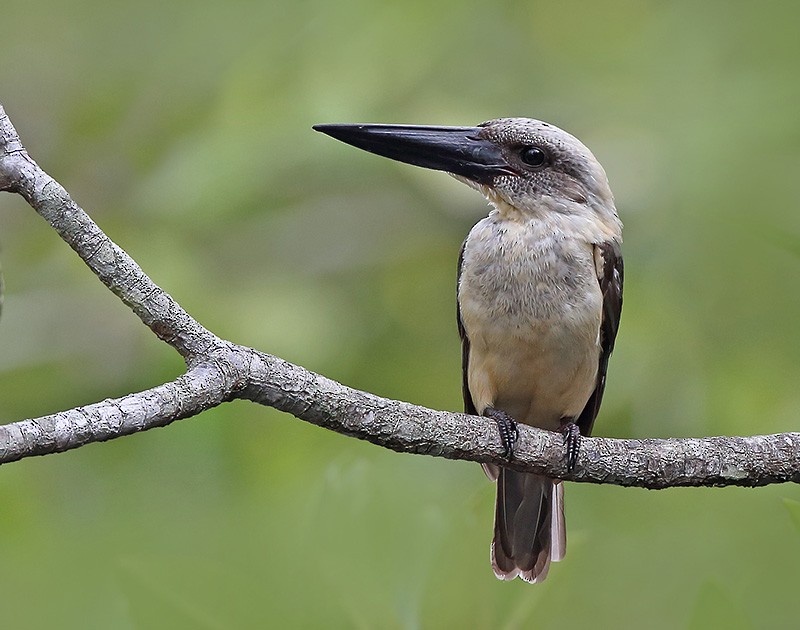 Great-billed Kingfisher - sheau torng lim