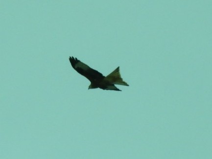Red Kite - ML610450647