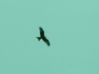 Red Kite - ML610450653