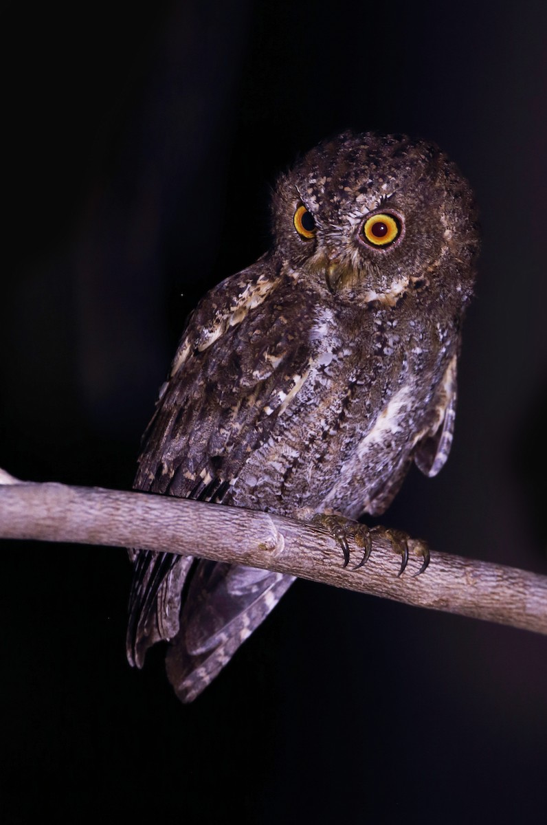 Sulawesi Scops-Owl - ML610450723