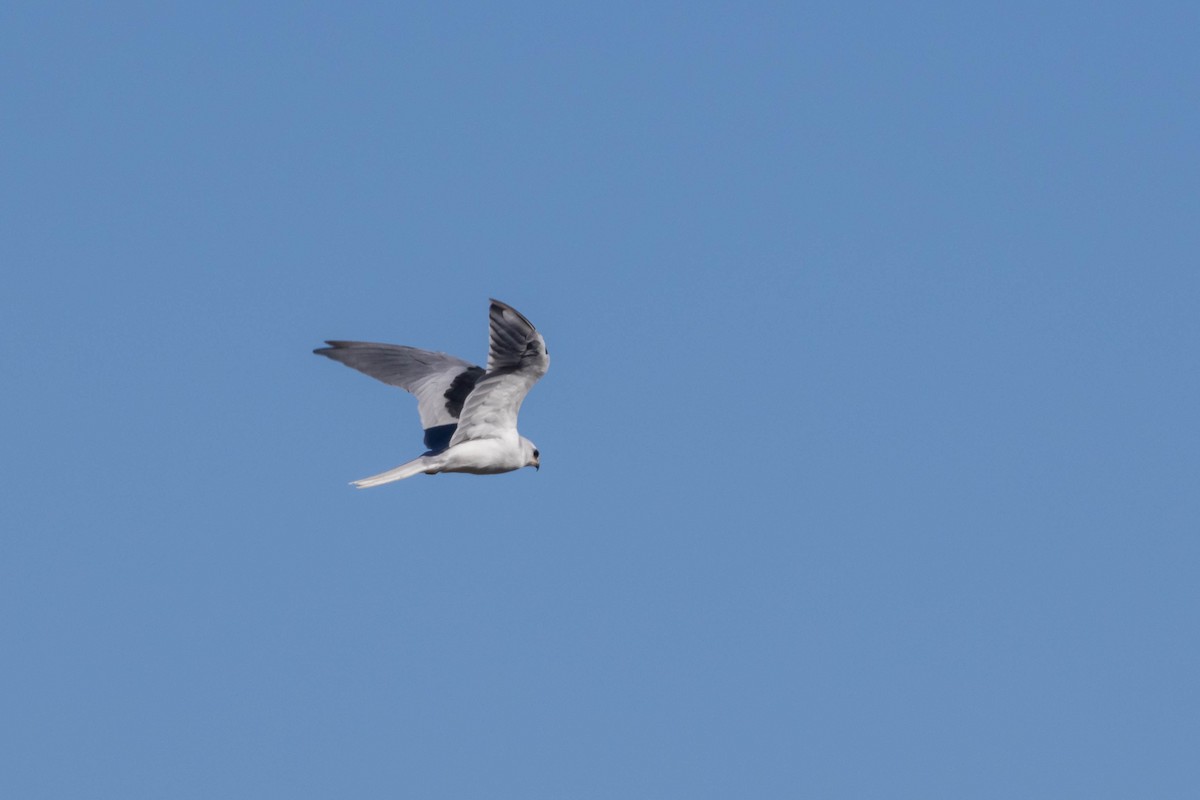 White-tailed Kite - ML610450749