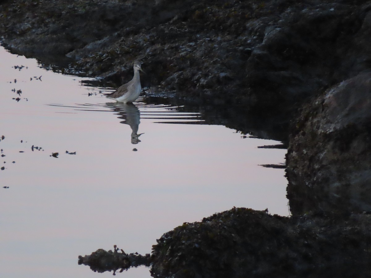 Greater Yellowlegs - ML610450779