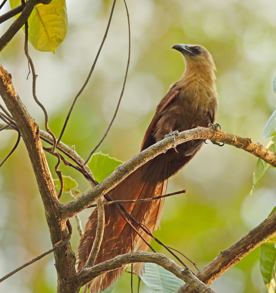 Bay Coucal - sheau torng lim
