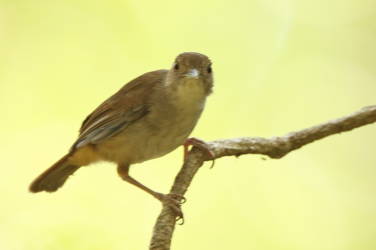 Sulawesi Babbler - sheau torng lim