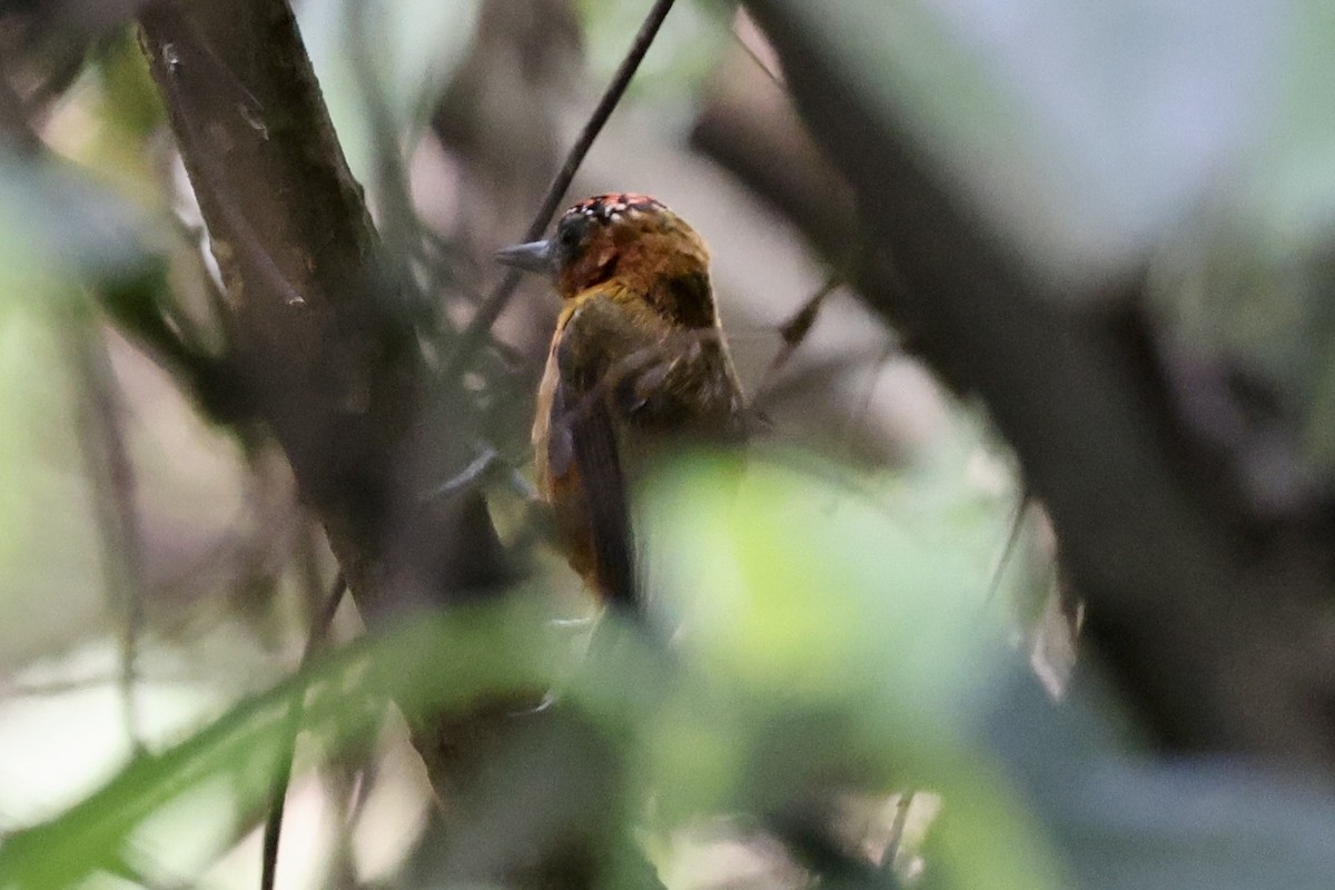 Rufous-breasted Piculet - Juan martinez