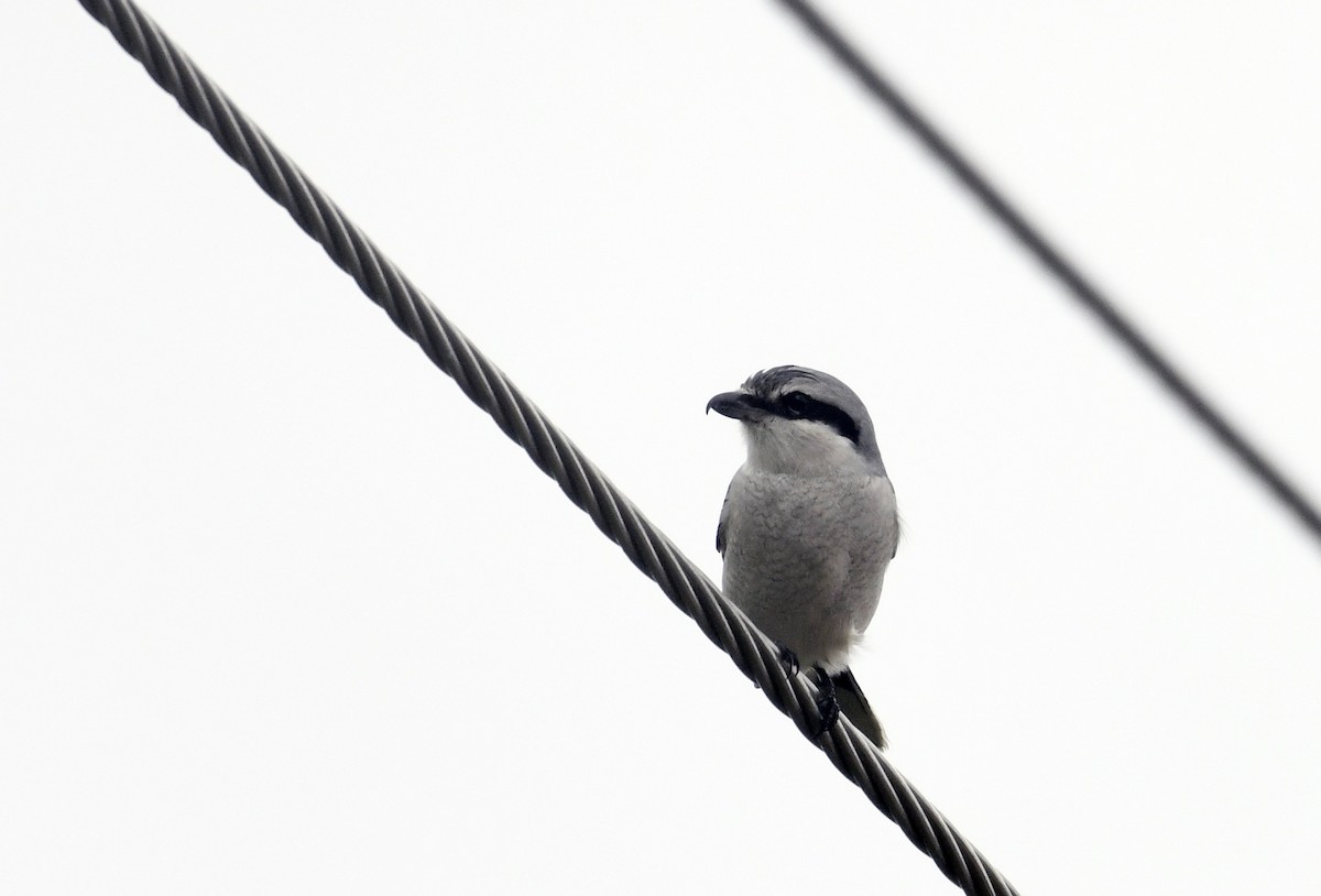 Northern Shrike - ML610450874