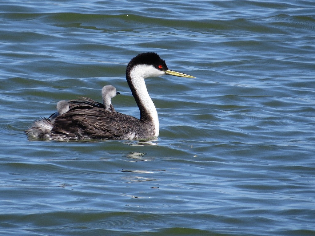 Western Grebe - Mark Holmgren