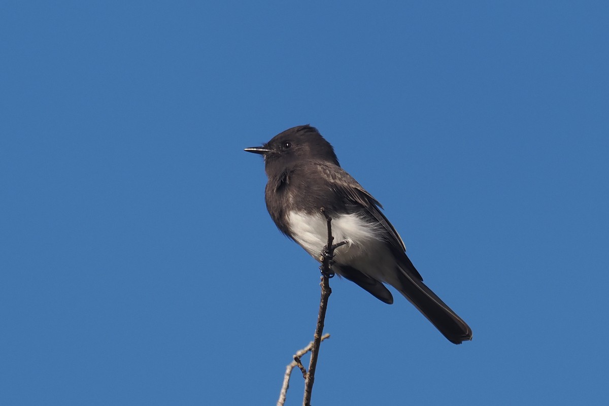 Black Phoebe - ML610450911