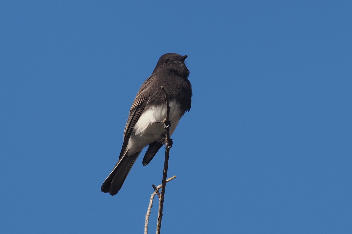 Black Phoebe - ML610450912