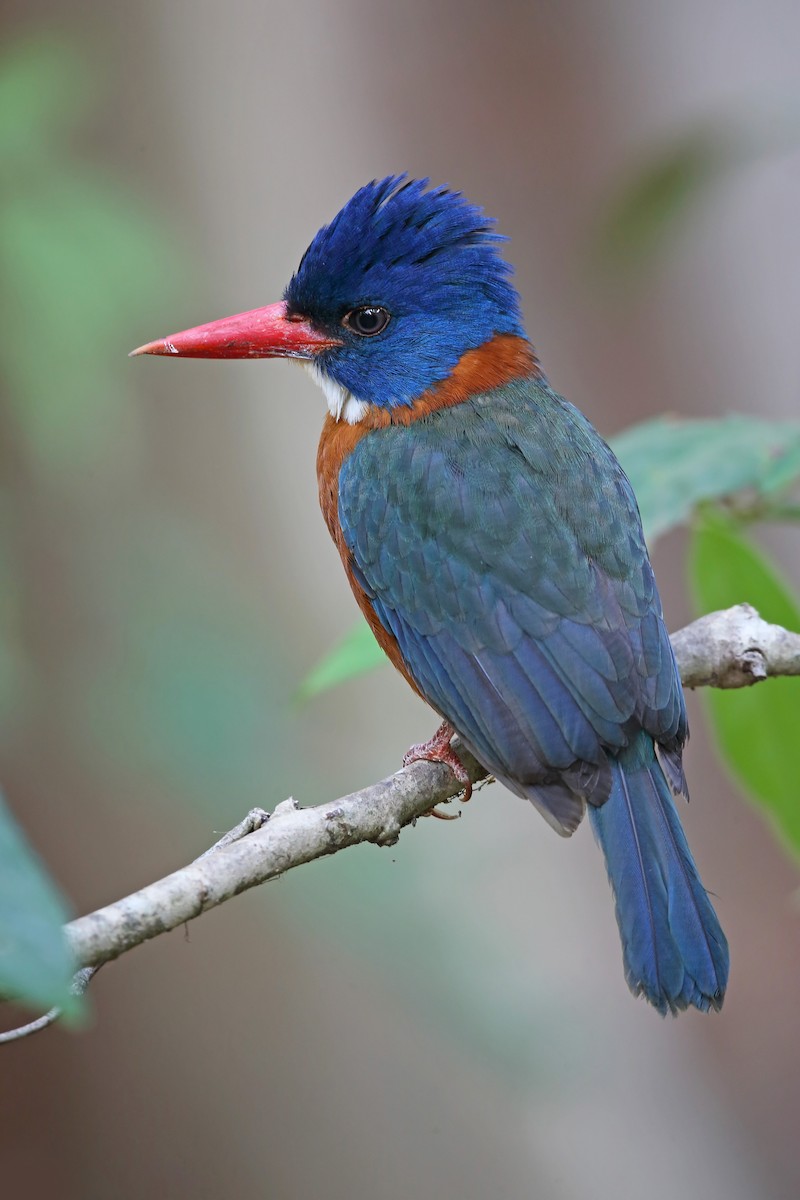 Green-backed Kingfisher - ML610450917