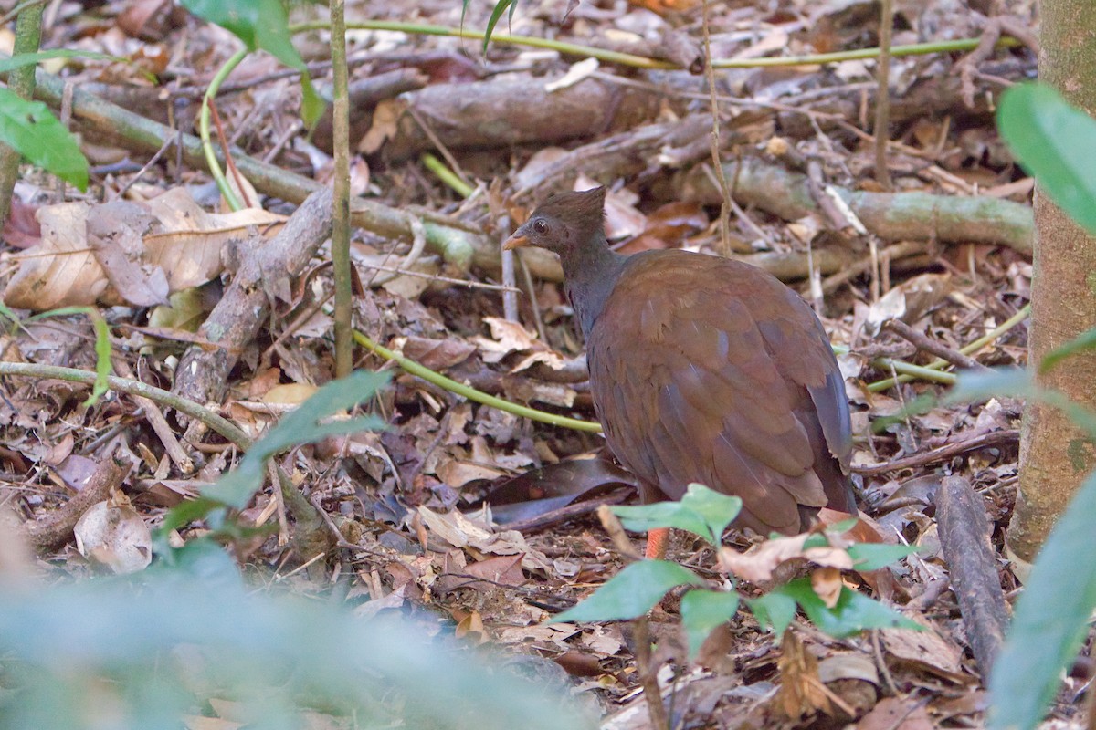 Rotbein-Großfußhuhn - ML610450946