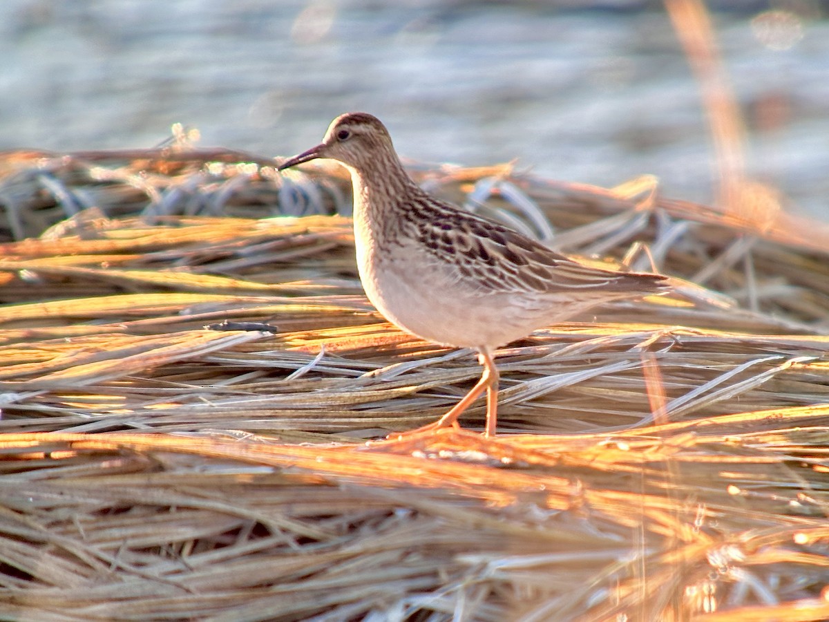 Sharp-tailed Sandpiper - ML610450965