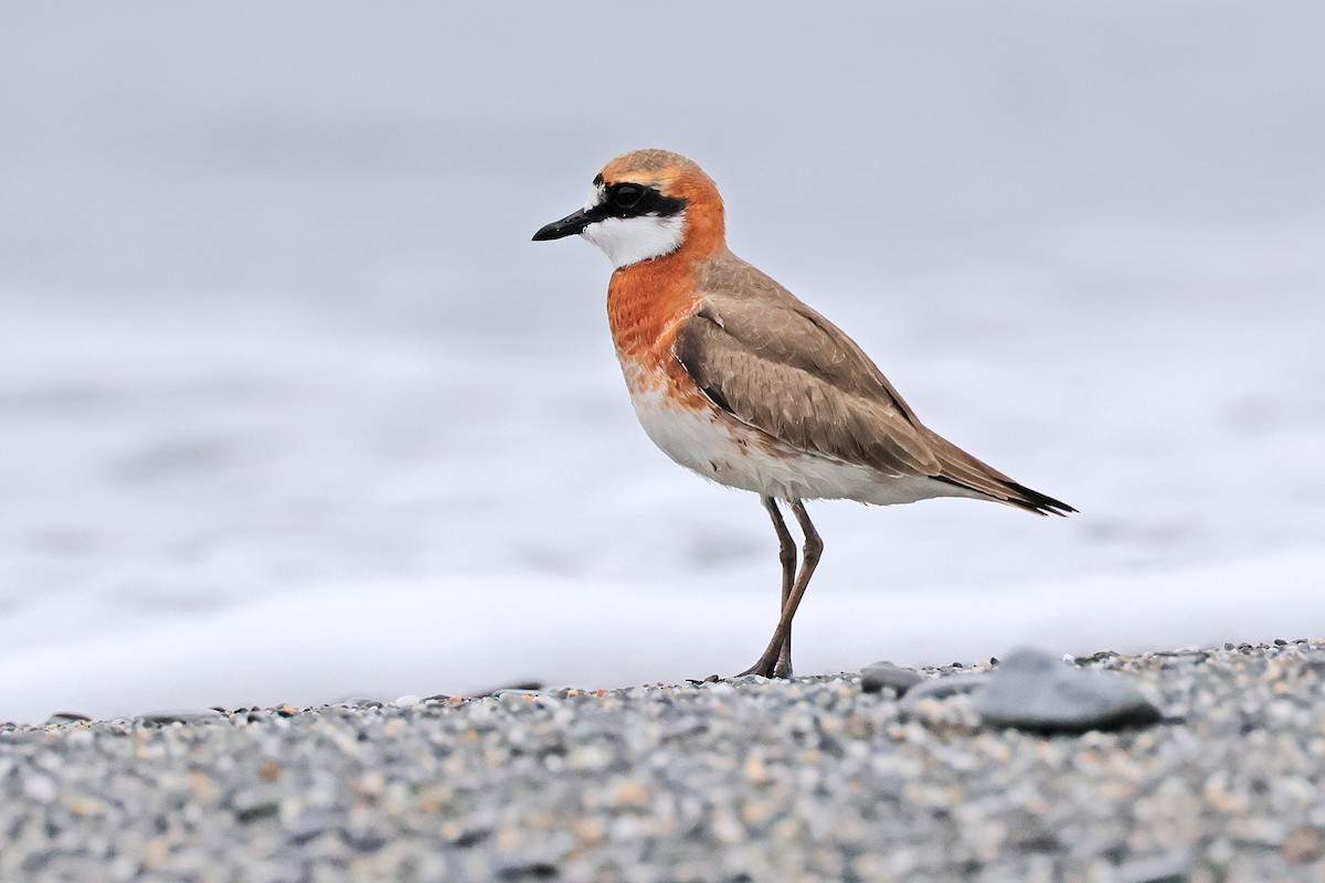 Siberian Sand-Plover - Nathan Wall