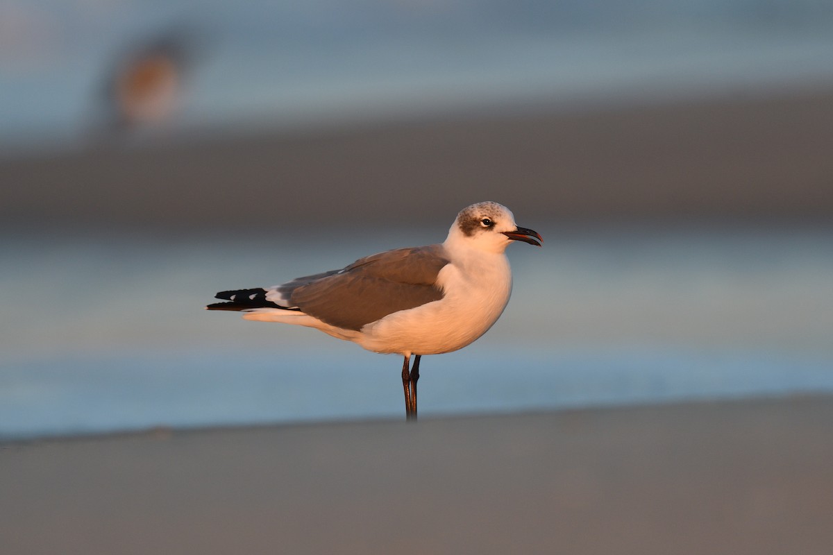 Laughing Gull - ML610451146