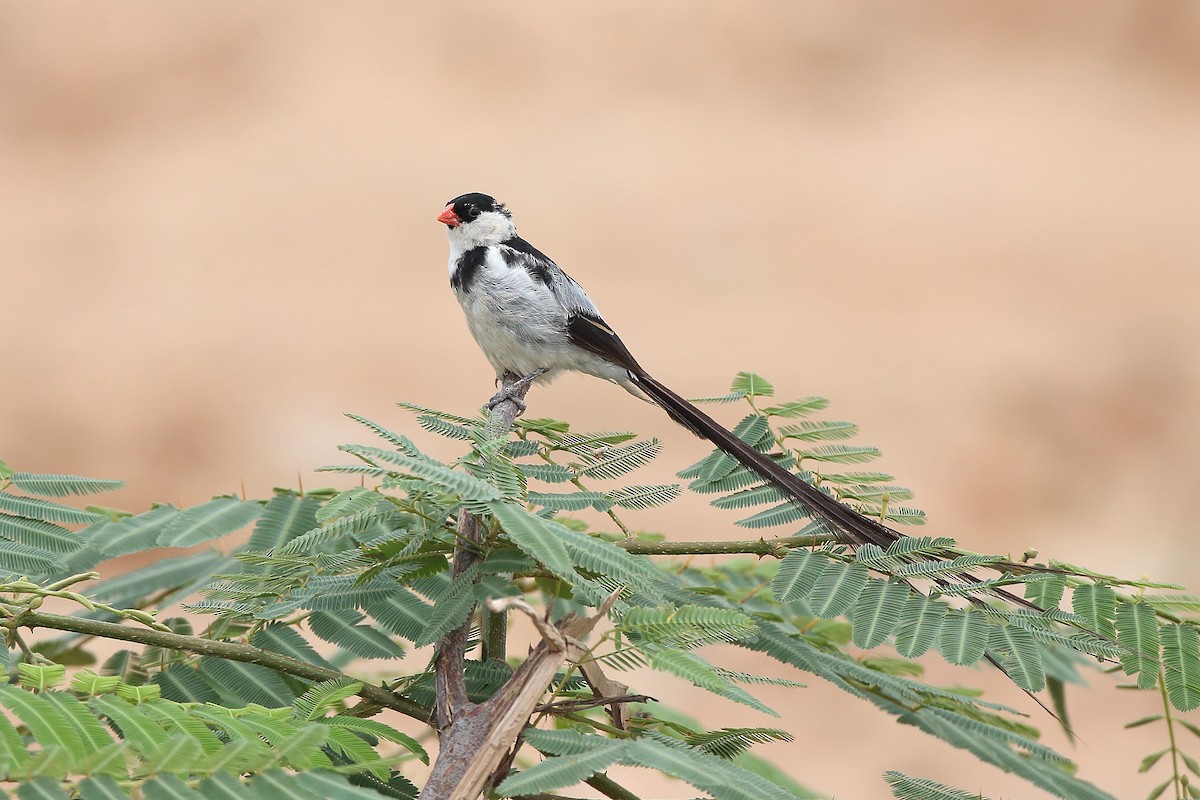 Pin-tailed Whydah - sheau torng lim