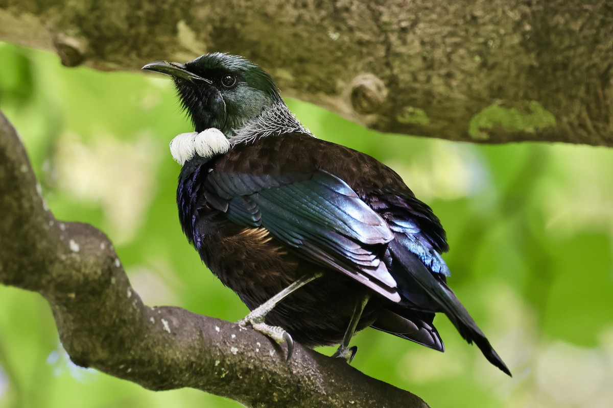 Mielero Tui - ML610451325