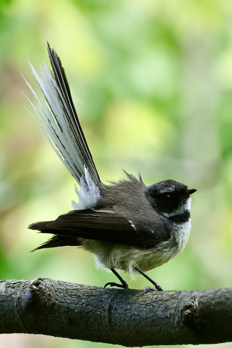 New Zealand Fantail - ML610451337