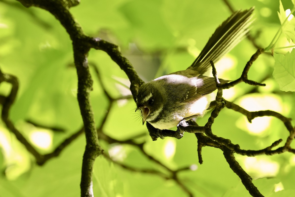 New Zealand Fantail - ML610451338