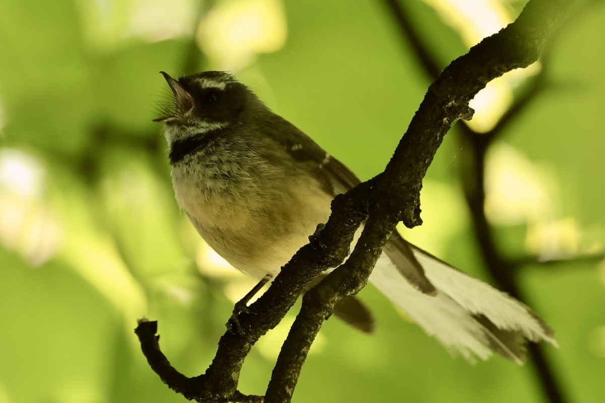 New Zealand Fantail - ML610451340