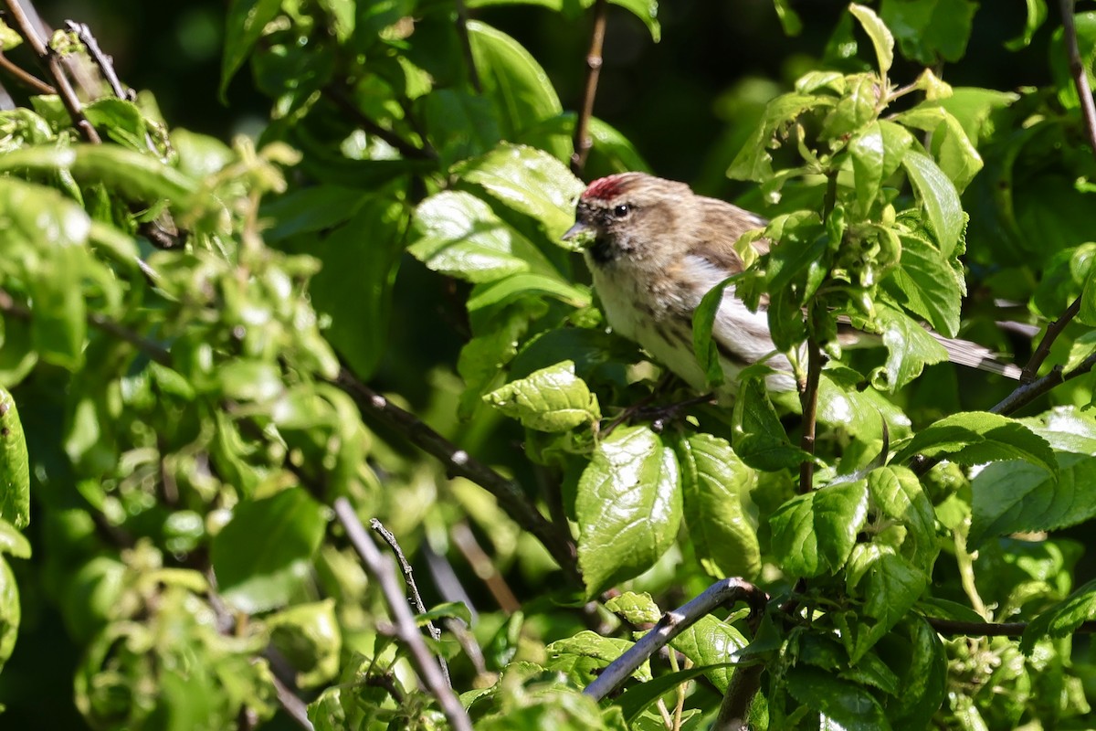 Lesser Redpoll - ML610451374