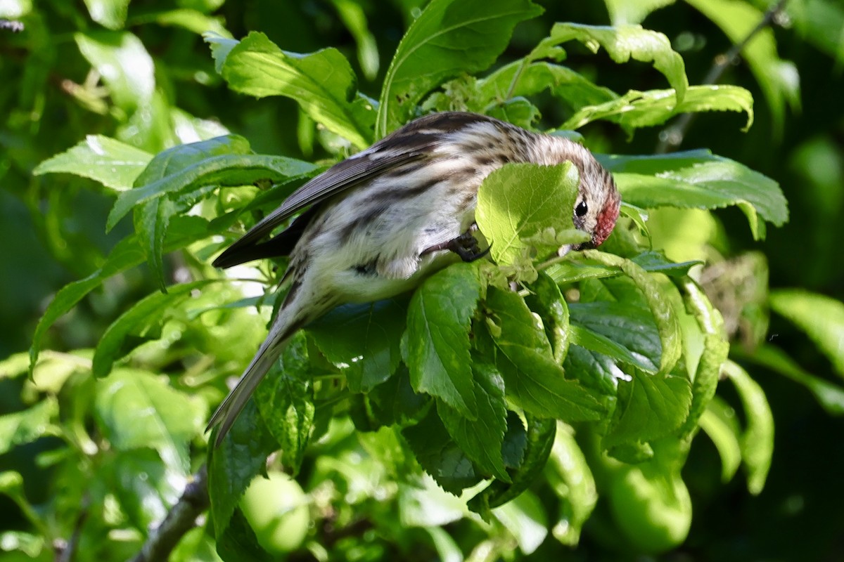 Lesser Redpoll - ML610451375