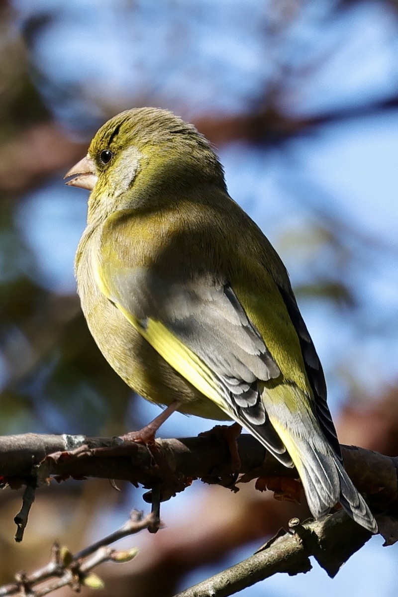 European Greenfinch - ML610451380