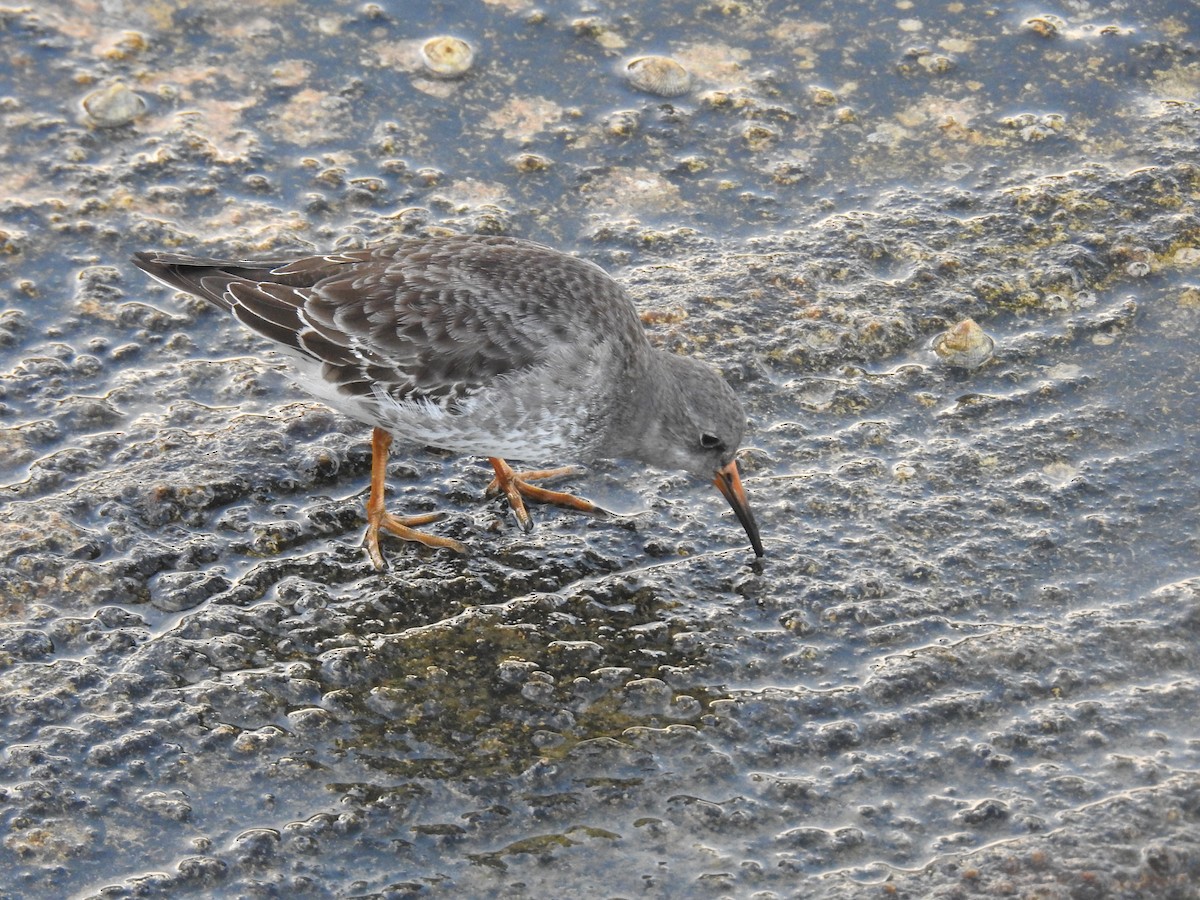Purple Sandpiper - ML610451402