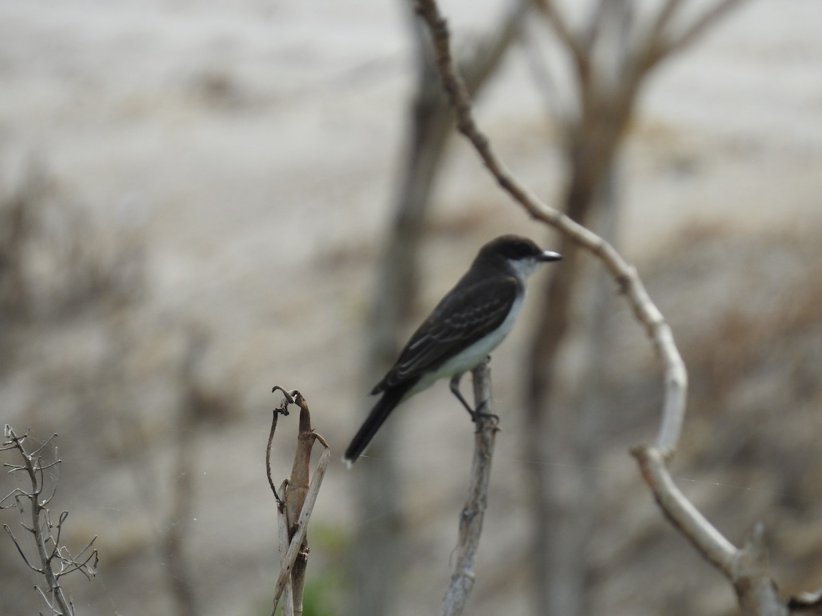 Eastern Kingbird - ML610451552