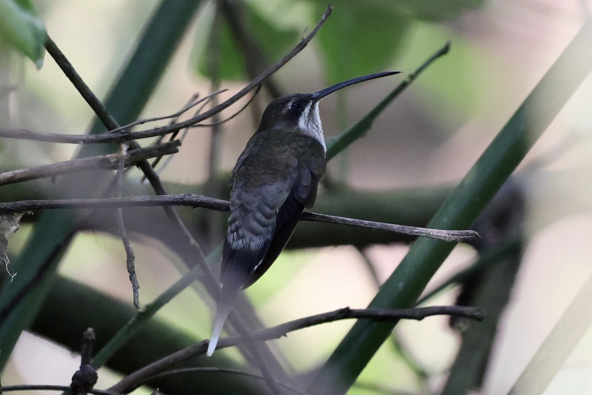 kolibřík běloknírkový - ML610451575
