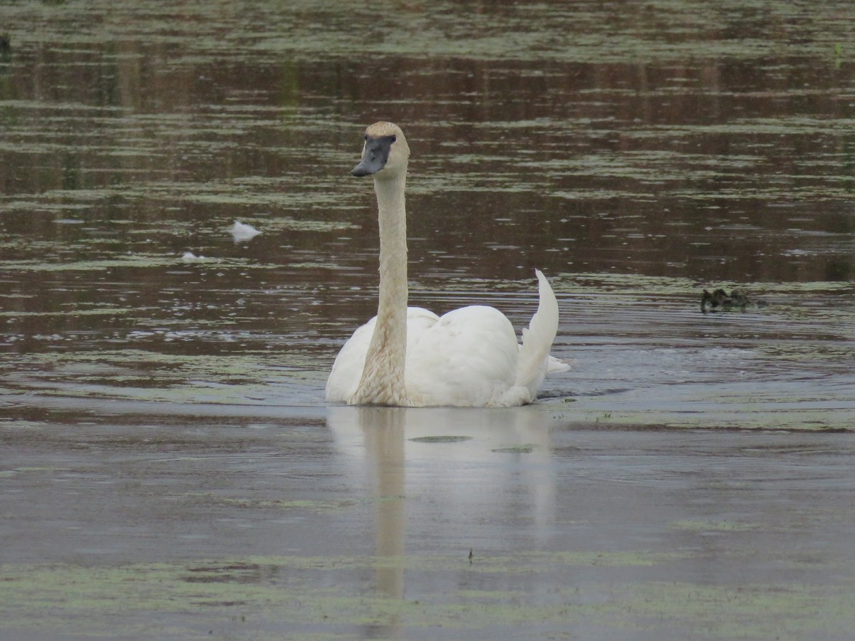 Cygne trompette - ML610451632