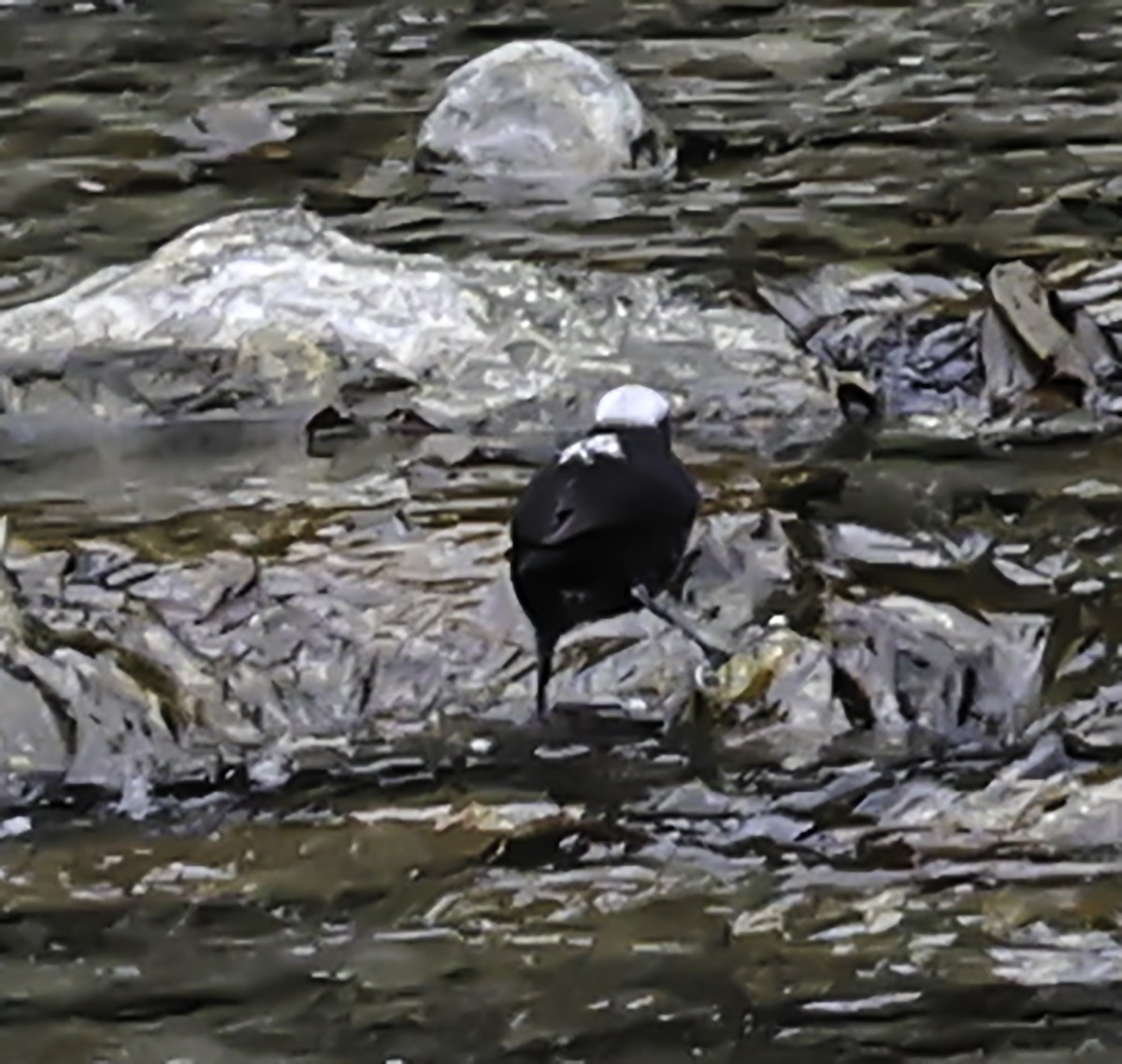 Weißkopf-Wasseramsel - ML610451708