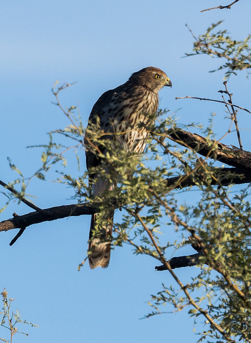 Cooper's Hawk - ML610451726