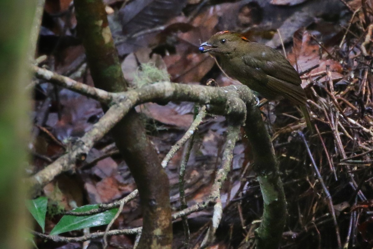 Streaked Bowerbird - Joshua Bergmark | Ornis Birding Expeditions