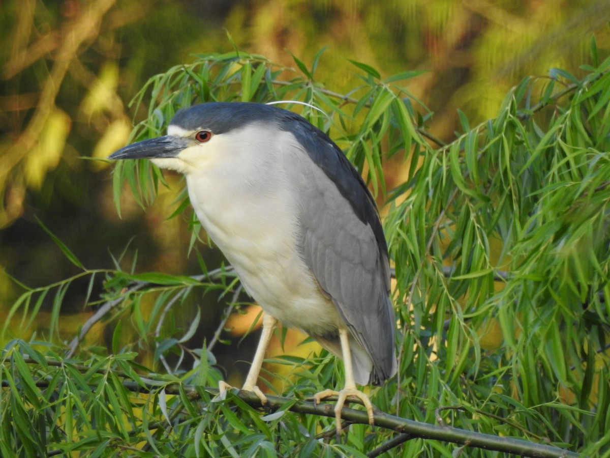 Black-crowned Night Heron - ML610451853