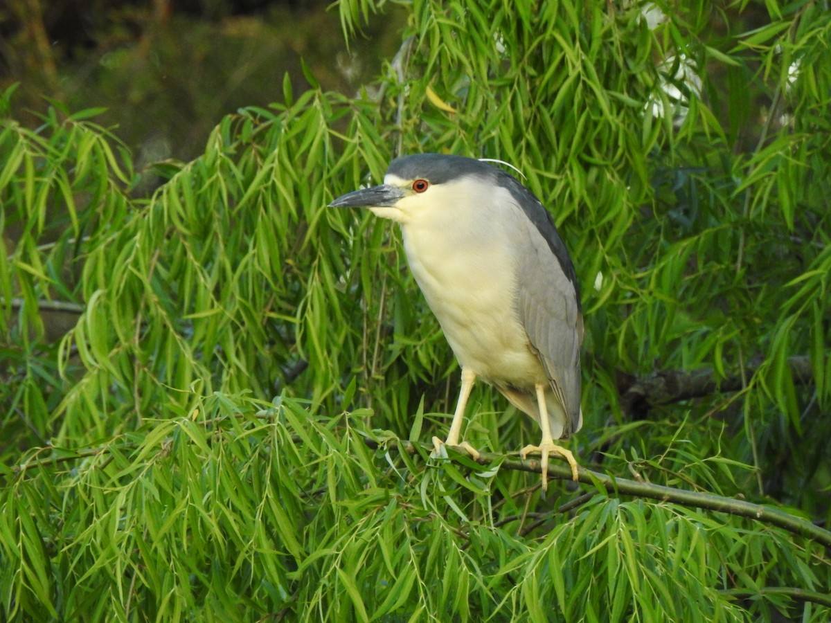 Black-crowned Night Heron - ML610451854