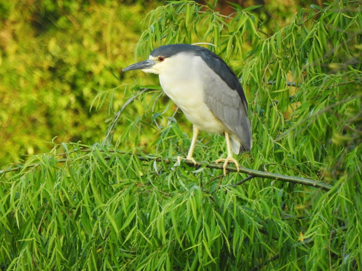 Black-crowned Night Heron - ML610451855