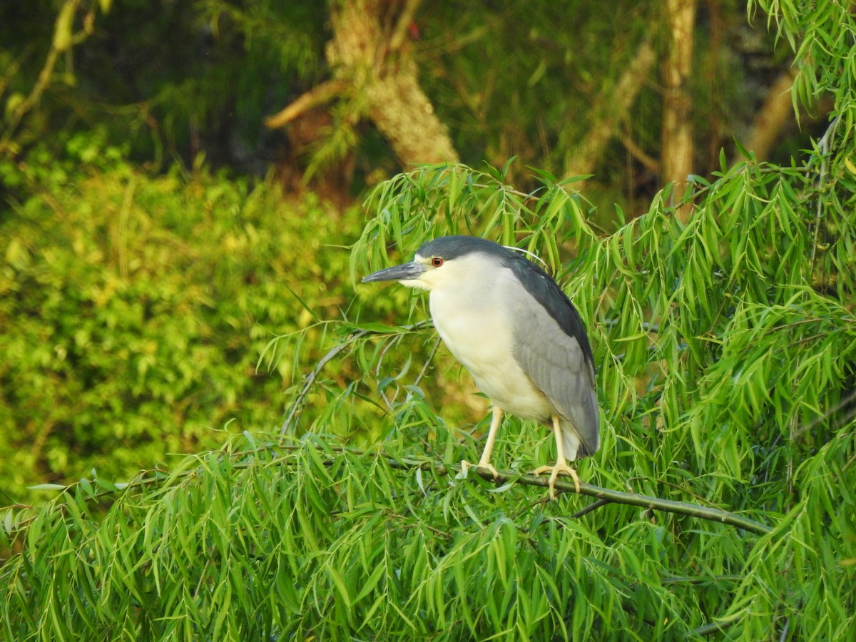 Black-crowned Night Heron - ML610451856