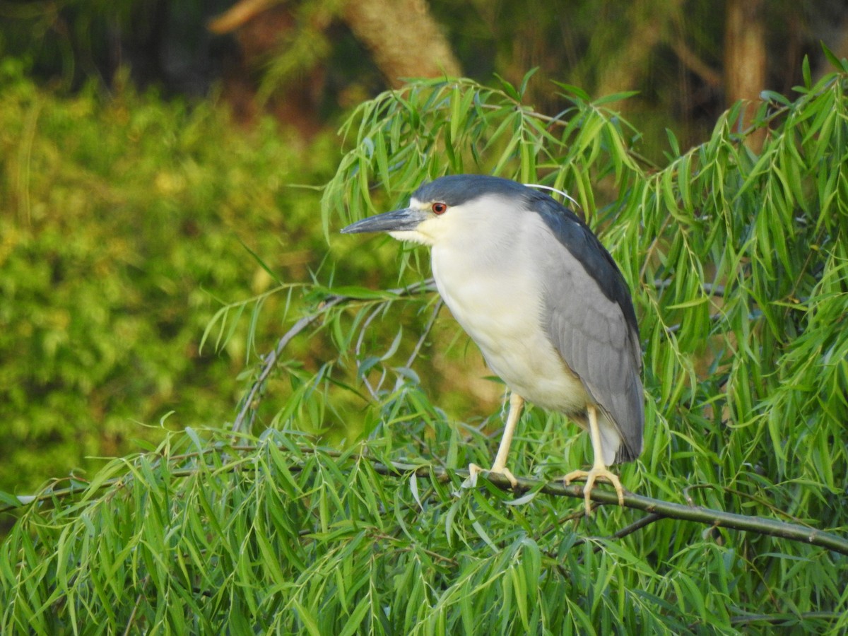 Black-crowned Night Heron - ML610451857
