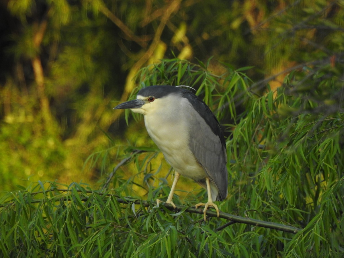 Black-crowned Night Heron - ML610451858
