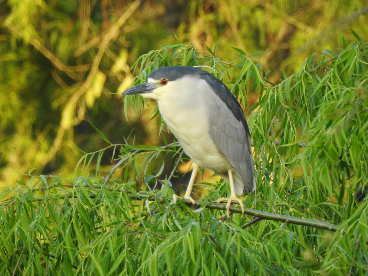 Black-crowned Night Heron - ML610451859