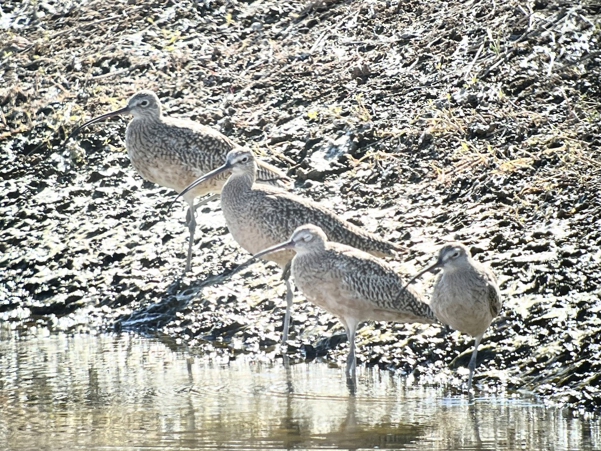 Long-billed Curlew - ML610451891