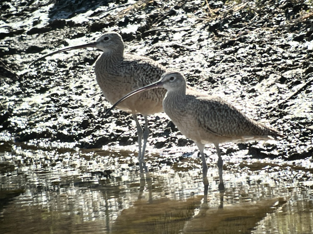 Long-billed Curlew - ML610451893