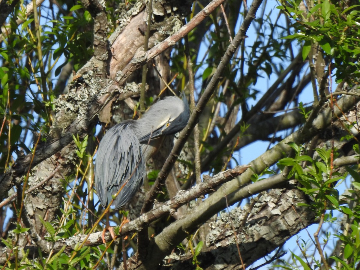 Striated Heron - ML610451904