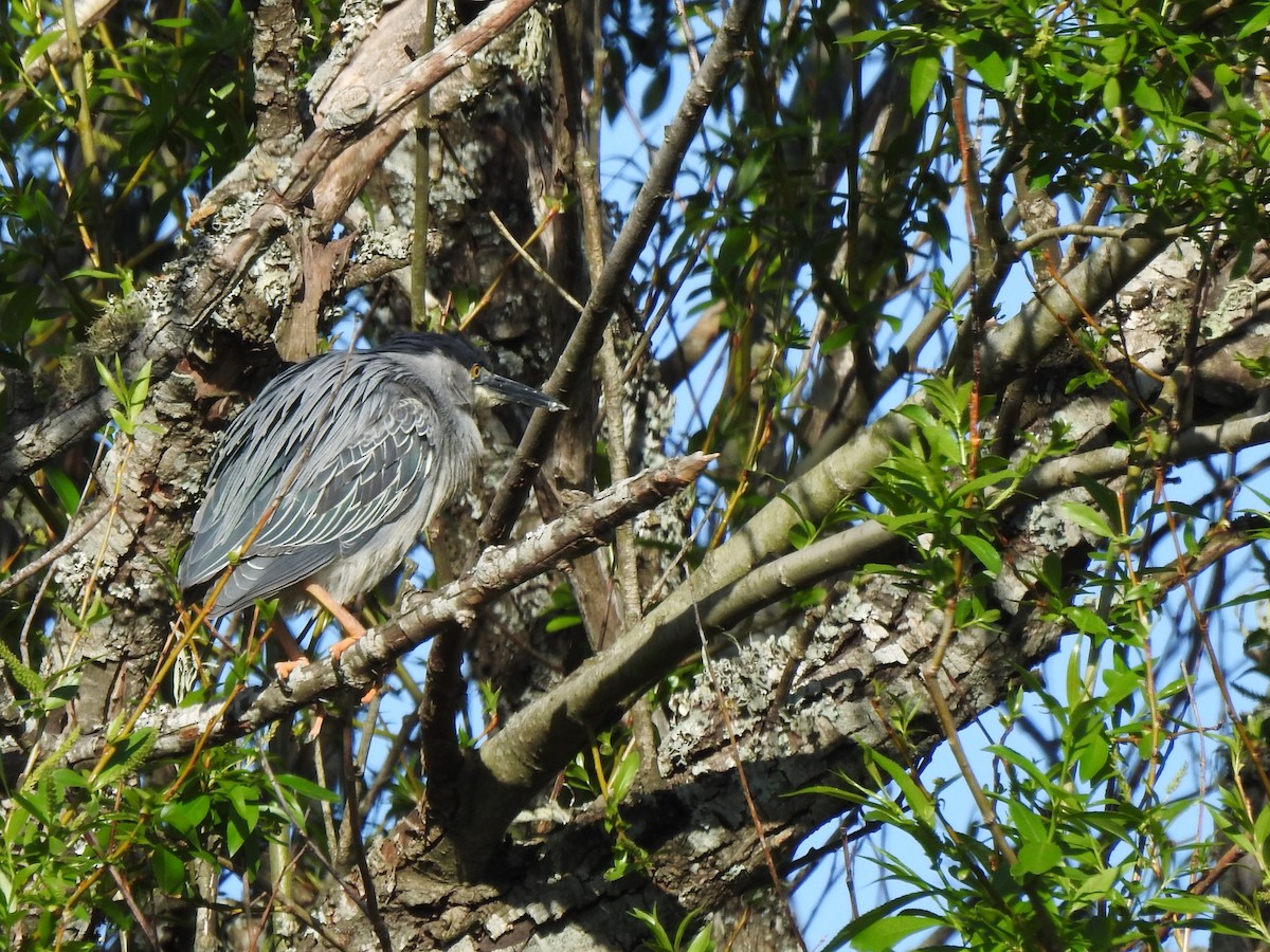 Striated Heron - ML610451905