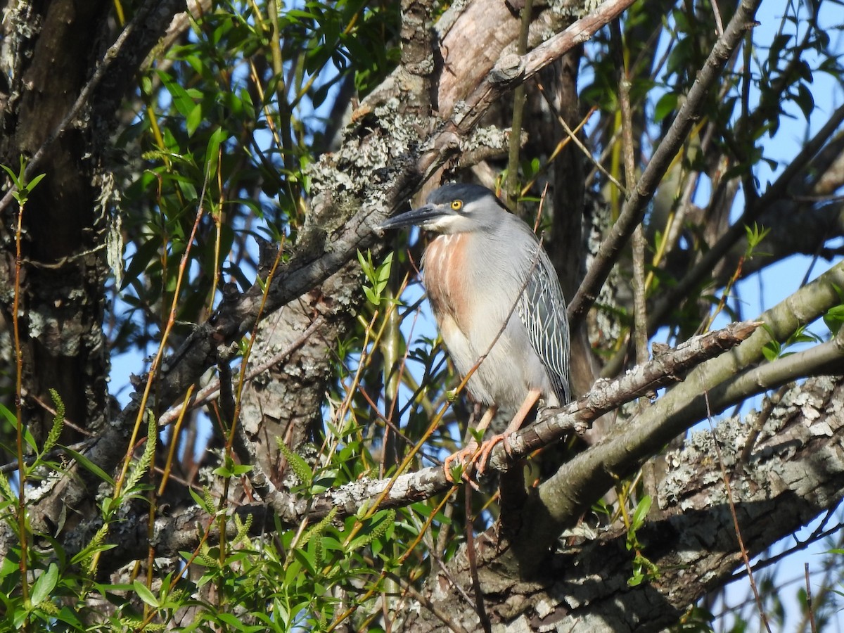 Striated Heron - ML610451906