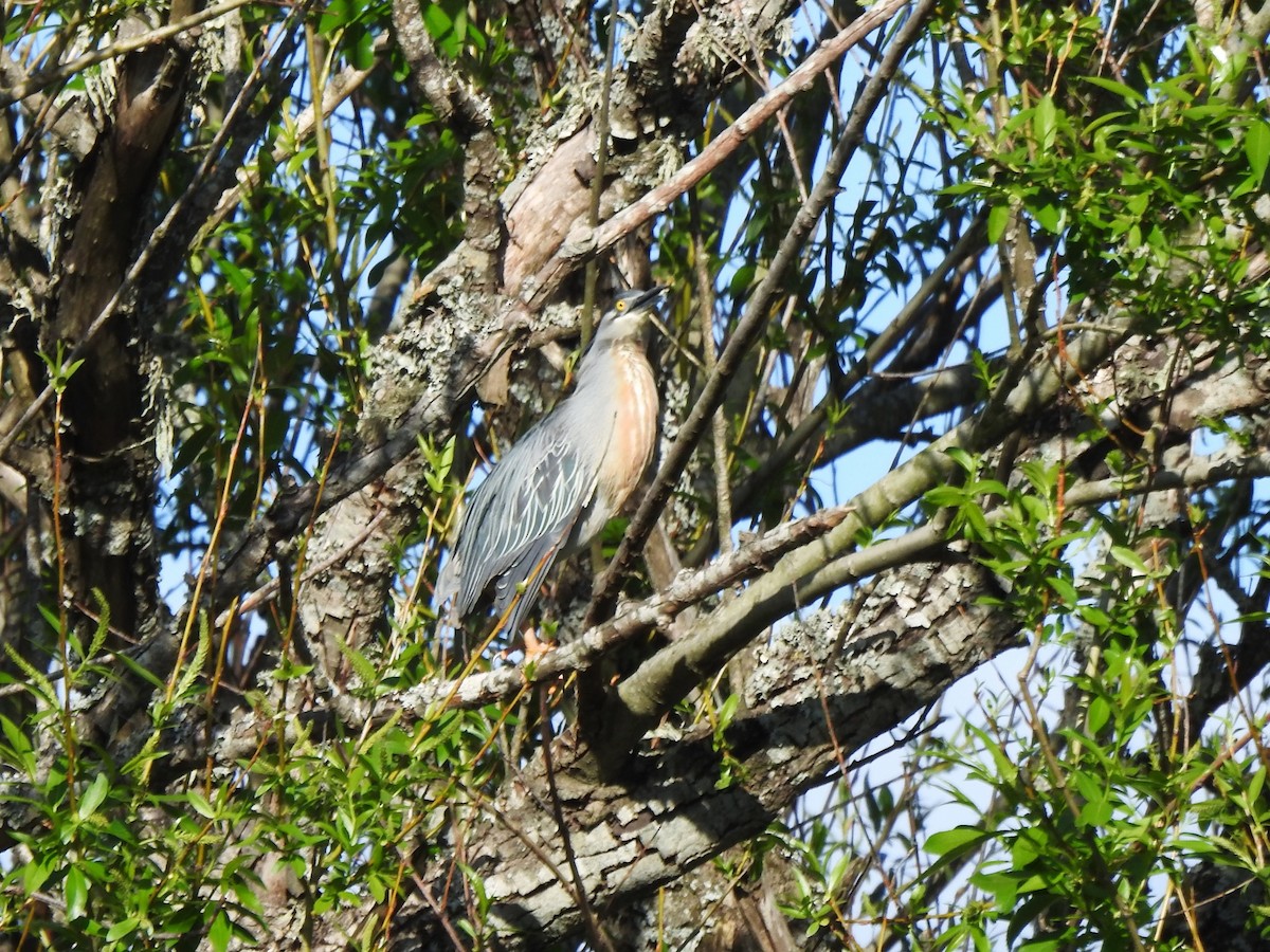 Striated Heron - ML610451907