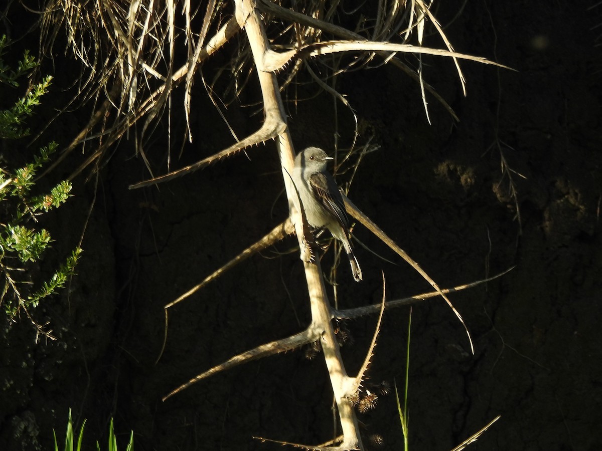 Sooty Tyrannulet - ML610451916
